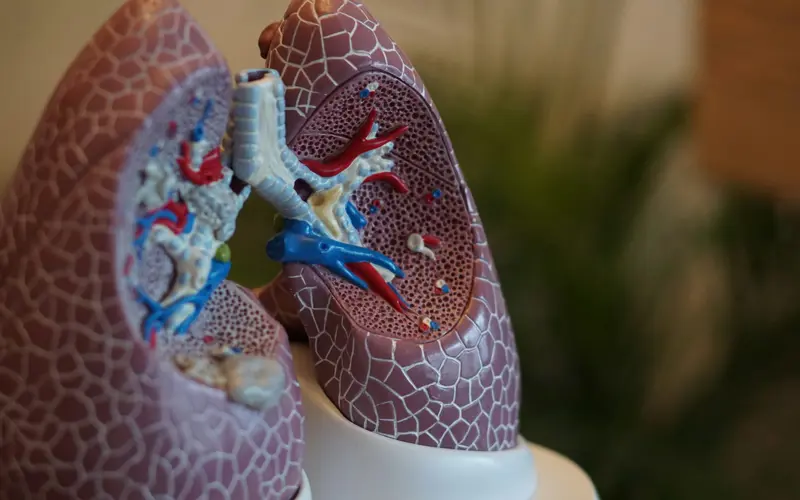Lung Model