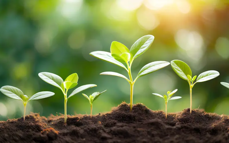 Green foliage peeps out of soil 