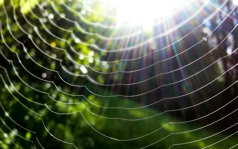 Spiderweb with multiple lines, trees in background.
