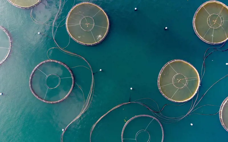 Aerial view of fish farm tanks make a pattern of circles in the water.
