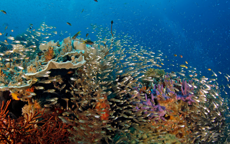 A coral reef with a shoal of small fish