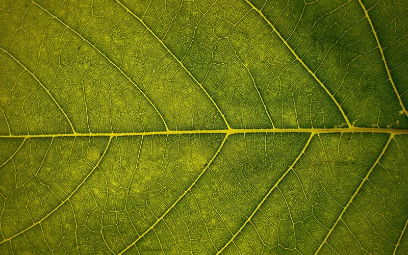 Close up photo of a green leaf