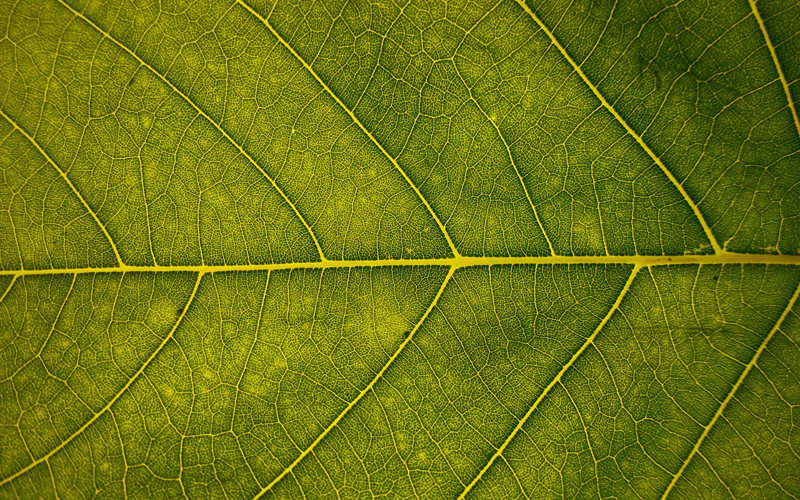 Close up photo of a green leaf