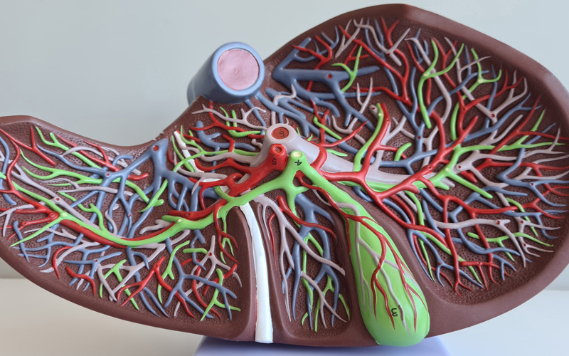 Liver Model